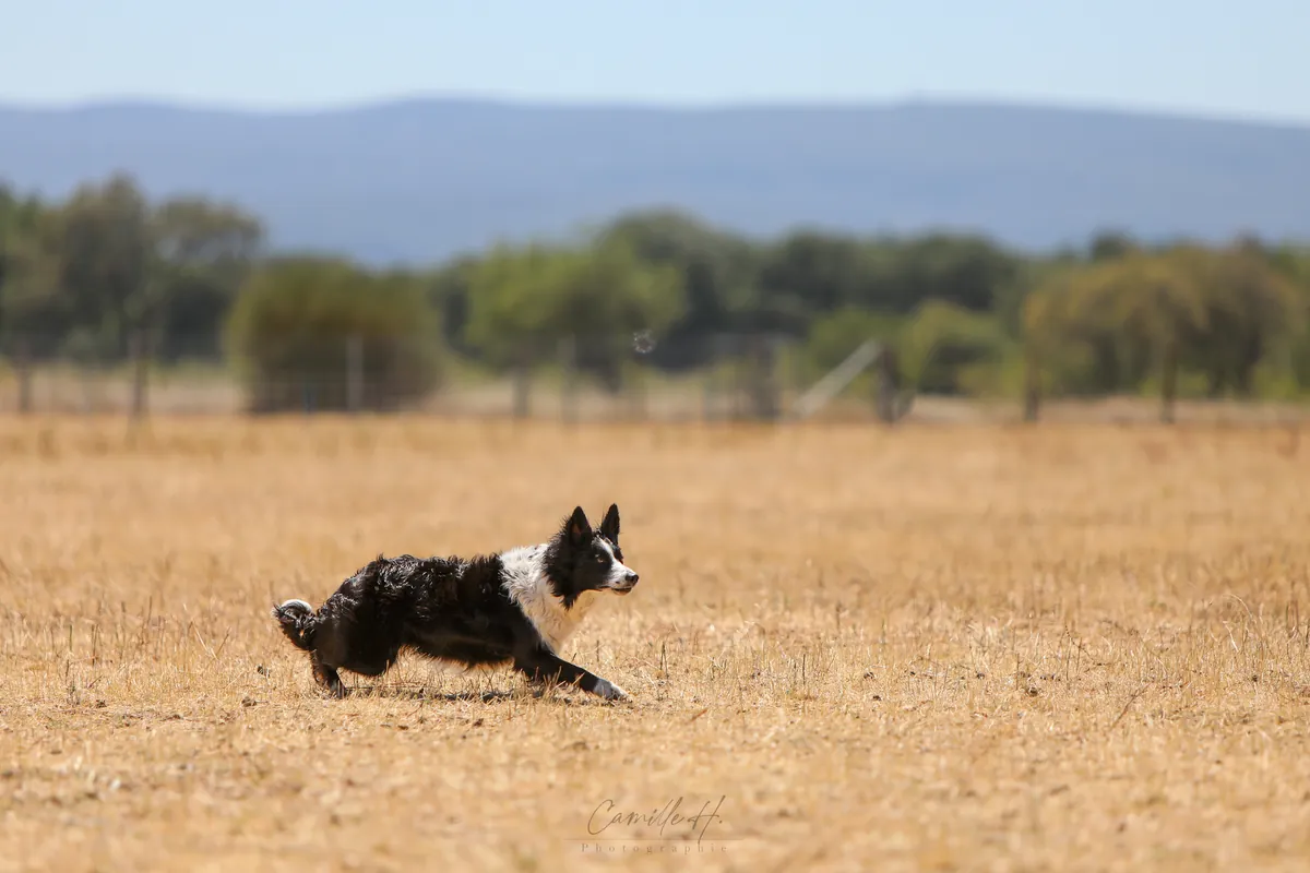 Border collie au travail dans un pré