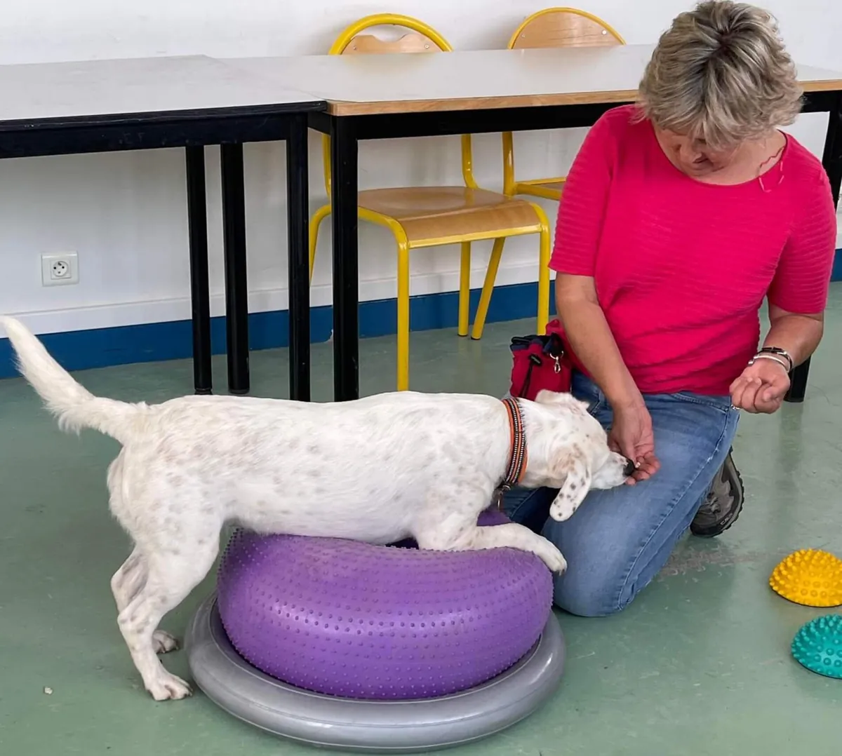 Chien qui franchit un obstacle sur le terrain d'éducation