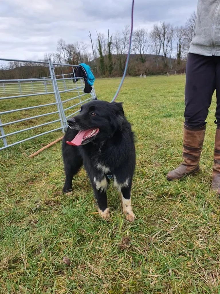 Chien de berger dans le pré de conduite