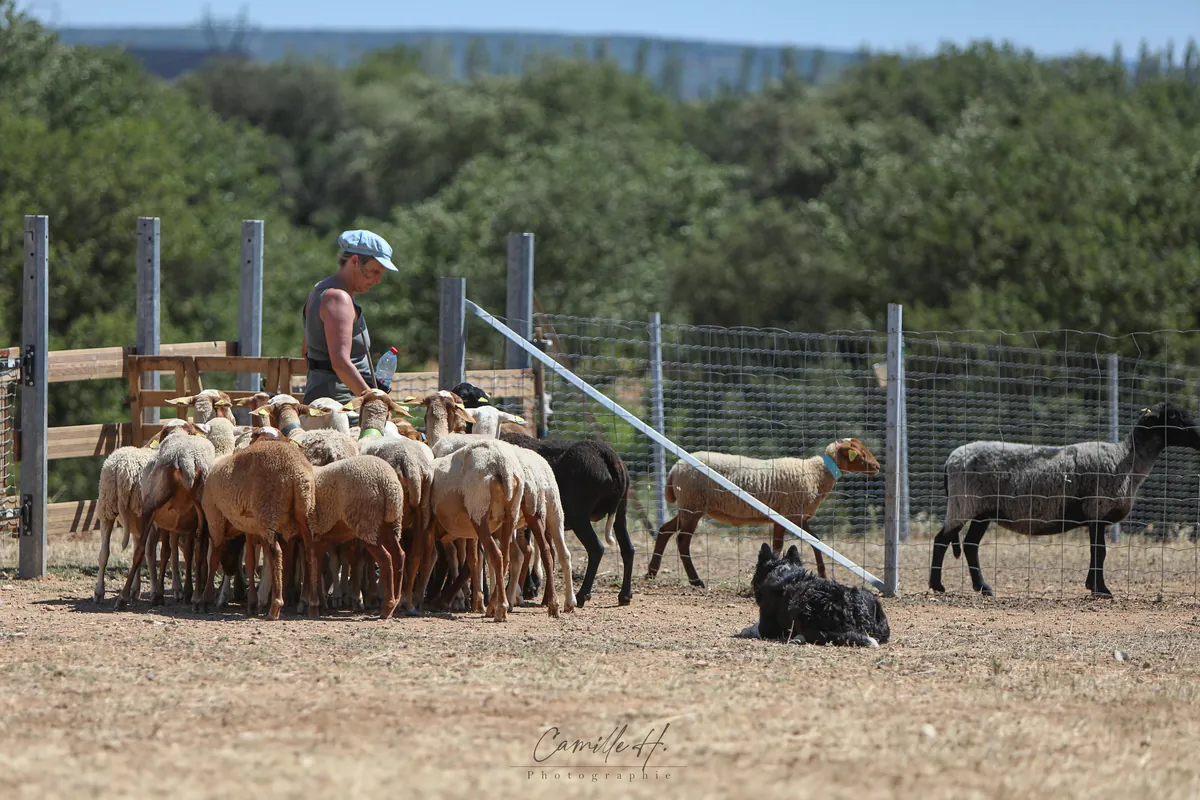 Chien de conduite couché près des moutons dans le parc