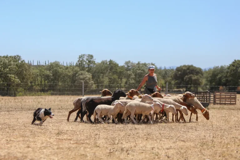 Chien de conduite qui guide un troupeau de moutons