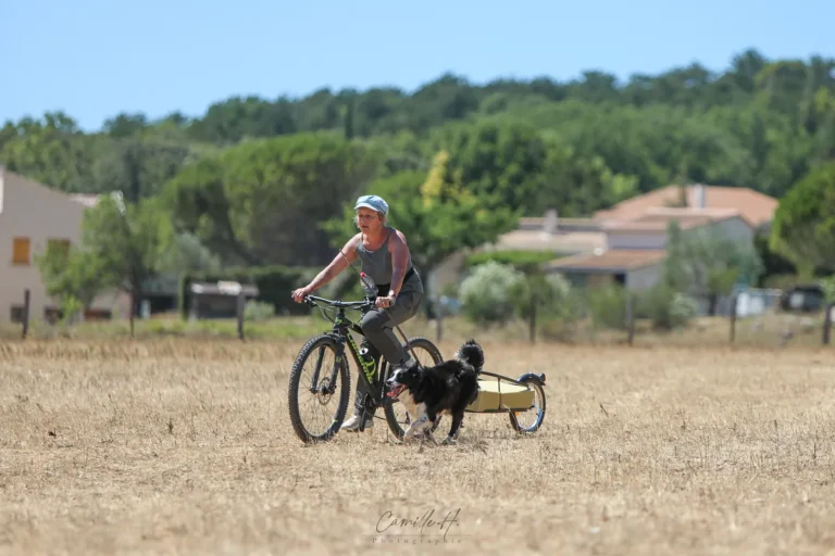 Chien de troupeau qui rassemble des moutons devant Valérie Courtot