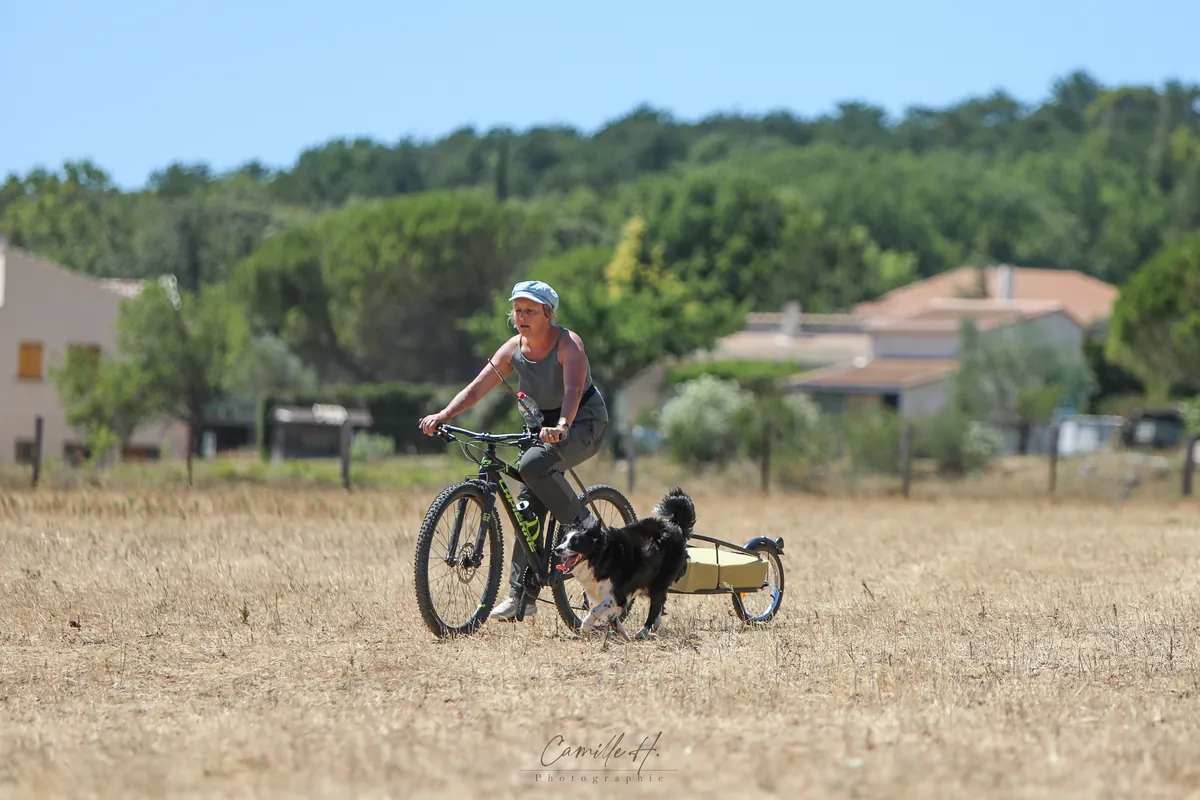 Chien de troupeau qui rassemble des moutons devant Valérie Courtot