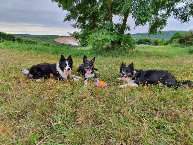 Trois chiens couchés dans l'herbe pendant un cours collectif
