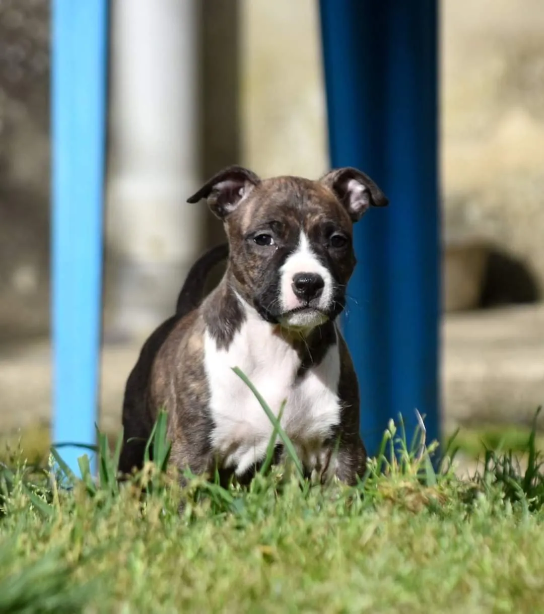 Petit chiot assis dans l'herbe, regardant l'objectif