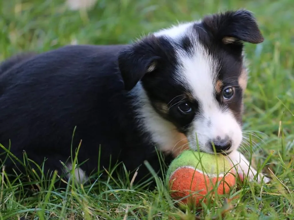 Chiot border collie couché dans l'herbe avec une balle
