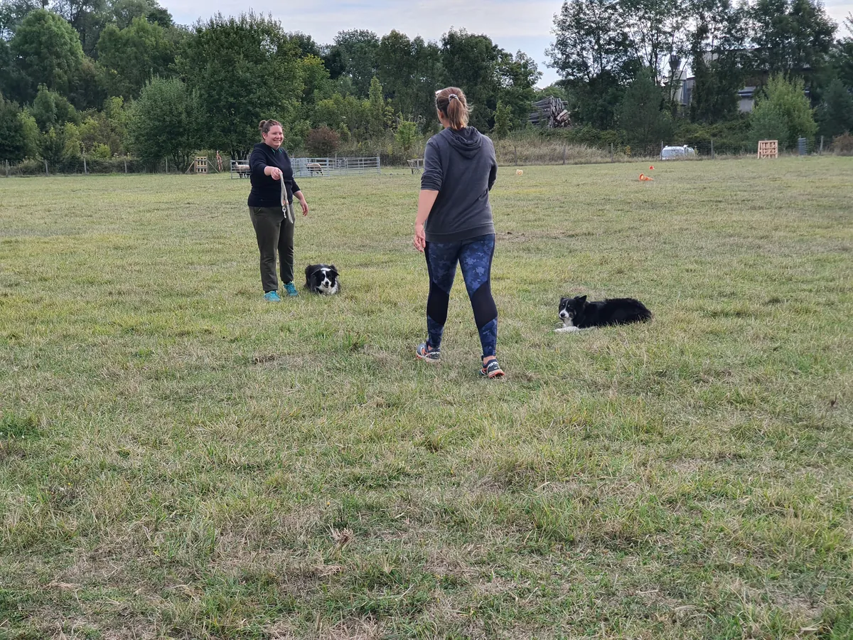 Cours collectif : deux maîtres et leurs chiens sur le terrain d'éducation