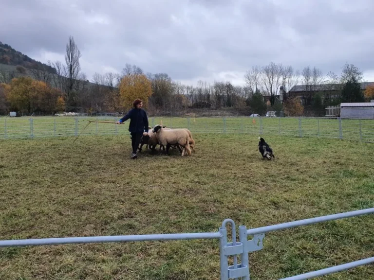 Exercice de conduite de troupeau avec quelques moutons
