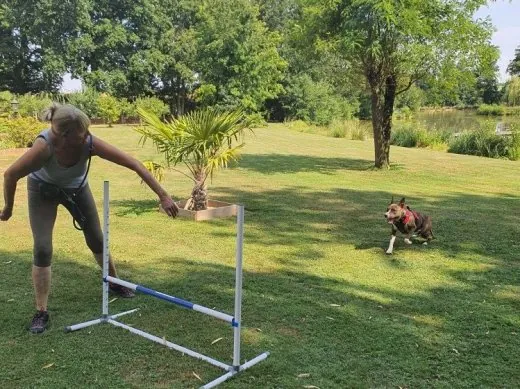 Exercice de saut d'obstacle avec un chien sur le terrain d'éducation