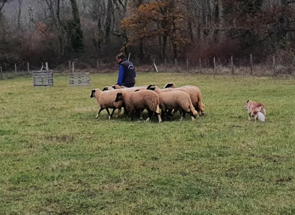 Moutons et chien de conduite dans le pré