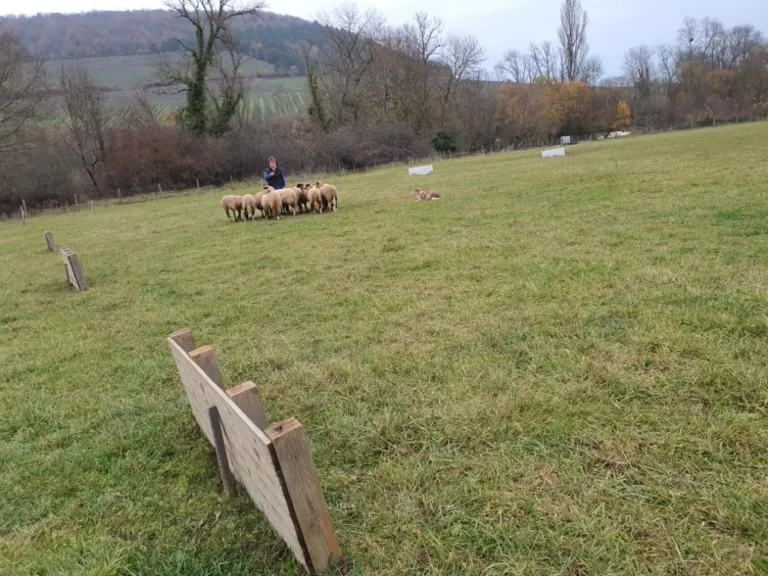 Parcours de conduite de troupeau avec des obstacles en bois
