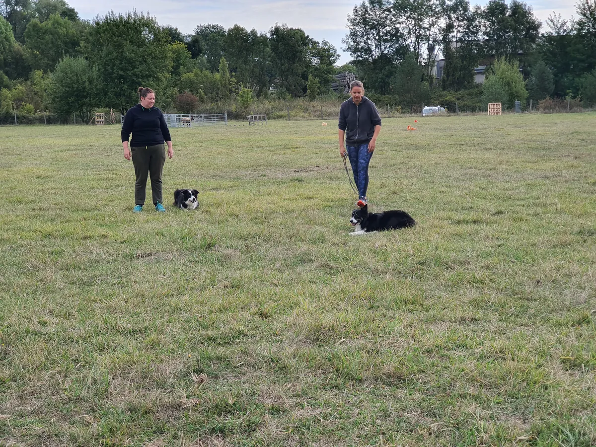 Deux maîtres et leurs chiens suivent les consignes de l'éducatrice sur le terrain