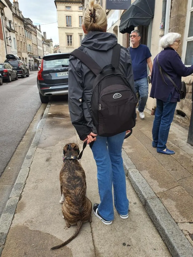 Sortie en ville : un chiot en laisse sur le trottoir