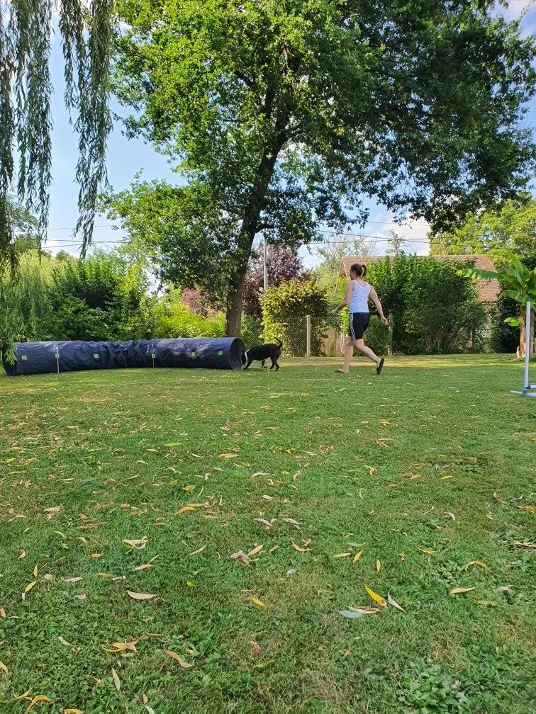 Terrain d'éducation canine avec un tunnel d'agility