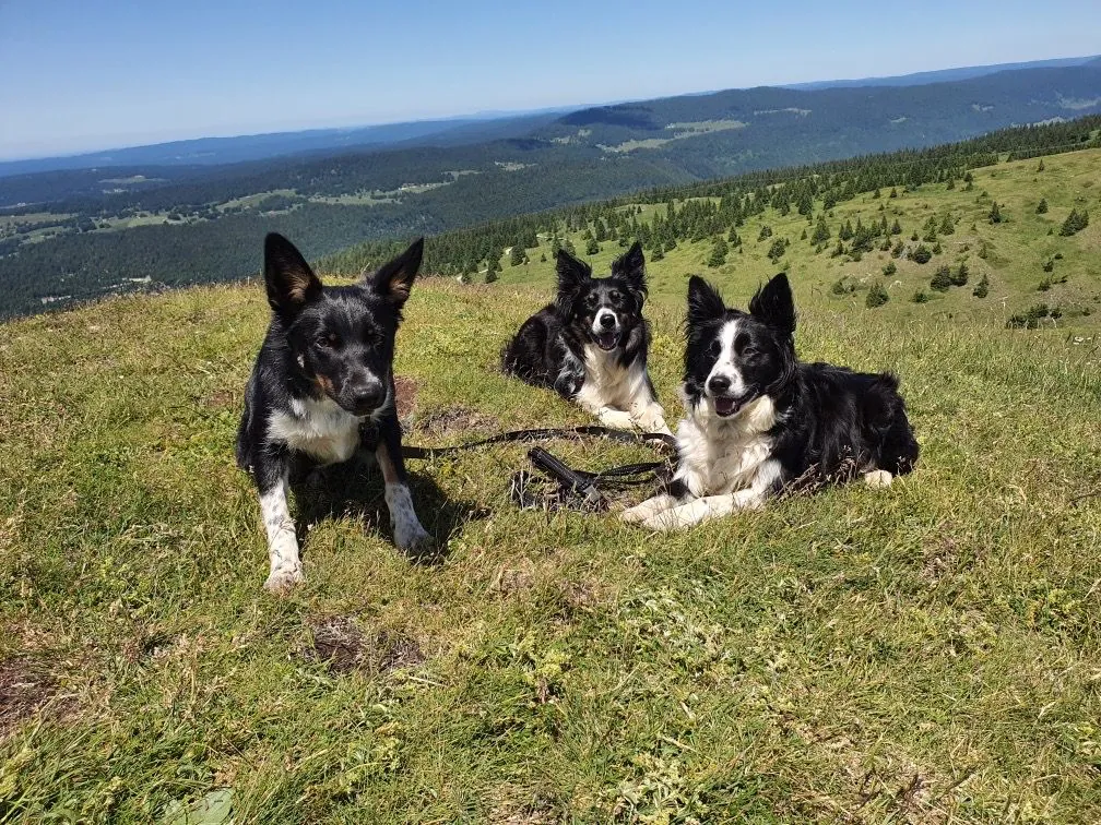 Trois chiens couchés dans l'herbe qui regardent l'objectif