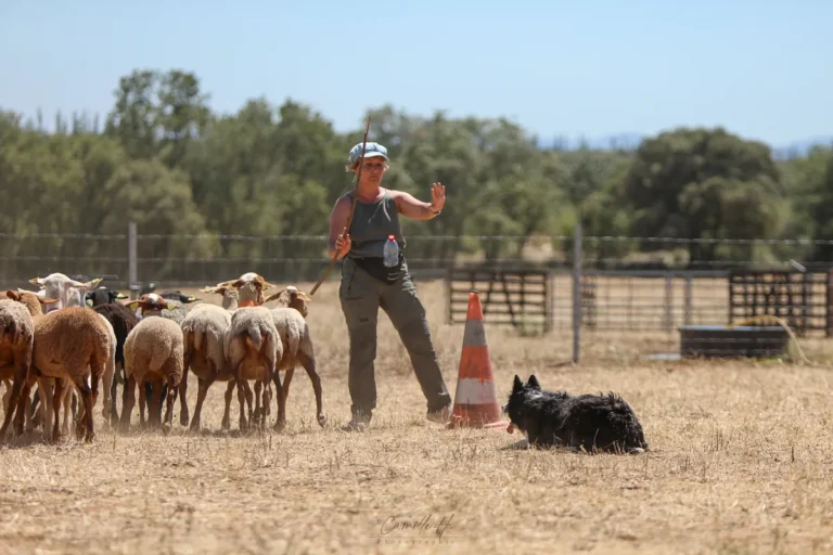 Valérie Courtot dresse un chien de conduite face aux moutons