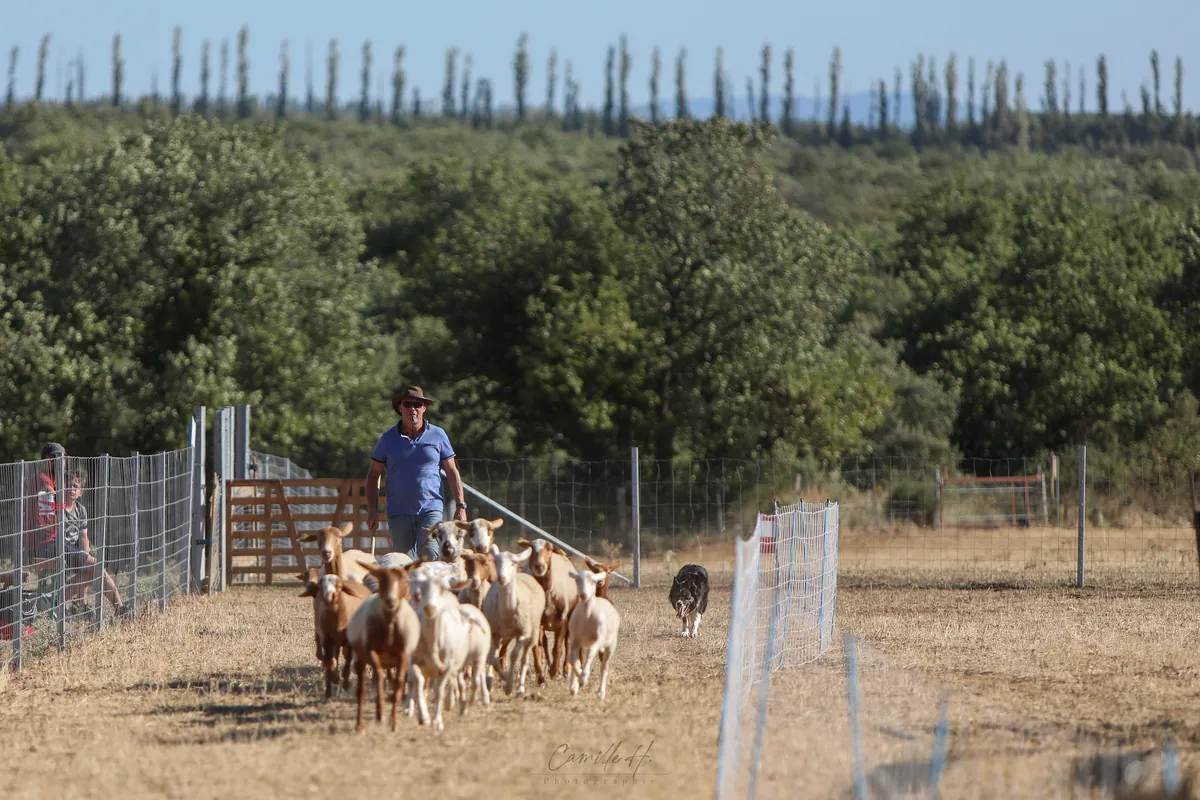 Valérie Courtot, son chien et les moutons dans le pré